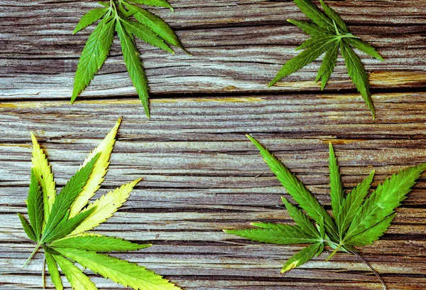 Doğal ahşap zemin üzerinde birkaç taze kenevir yaprağı vardı.