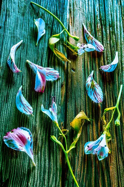 Eski ahşap arka planda birkaç ince alstromerya çiçeği