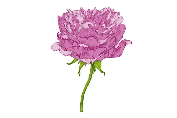 Роза квітка вектор — стоковий вектор