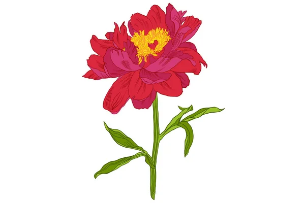 Disegno vettoriale di fiore di peonia — Vettoriale Stock