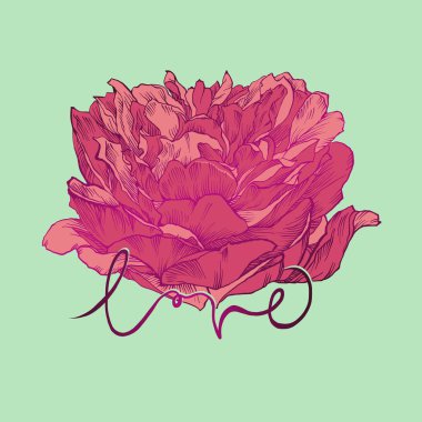 Sevgililer günü kartı, gül çiçeği ve el yazısı ile aşk. Büyük gül çiçeği.