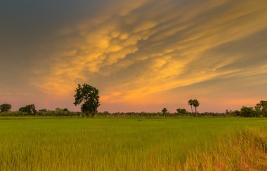Yeşil pirinç tarlası