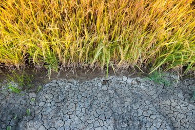Yeşil pirinç tarlası