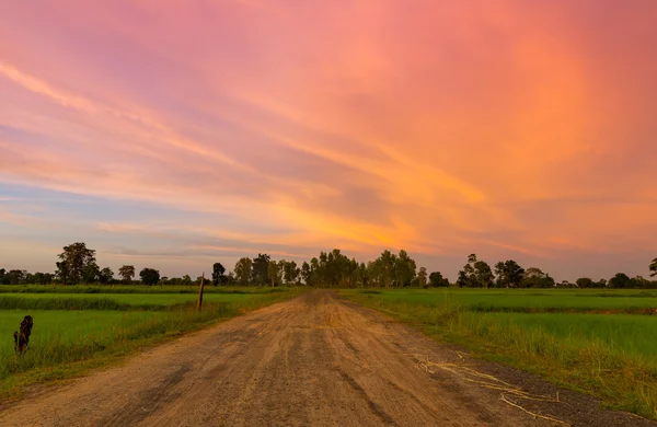 Campo de arroz verde — Foto de Stock