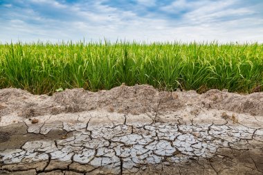 Yeşil pirinç tarlası