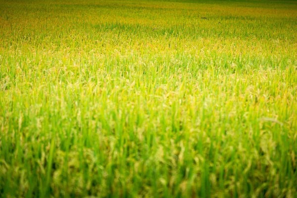 Yeşil pirinç tarlası