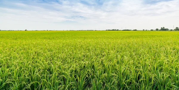 Green Rice field — Stock Photo, Image