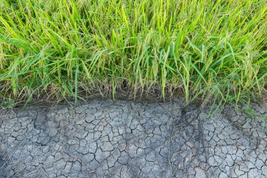 Yeşil pirinç tarlası