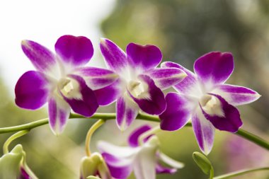 Orkide çiçek yakın çekim