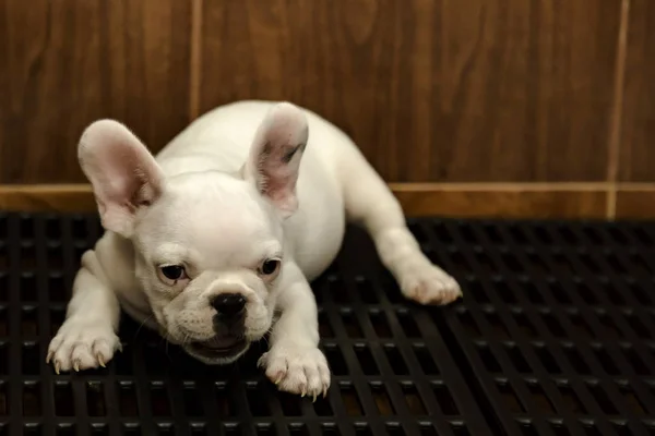 Baba francia bulldog — Stock Fotó