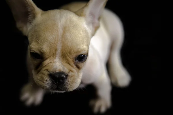 Baby Franse bulldog — Stockfoto