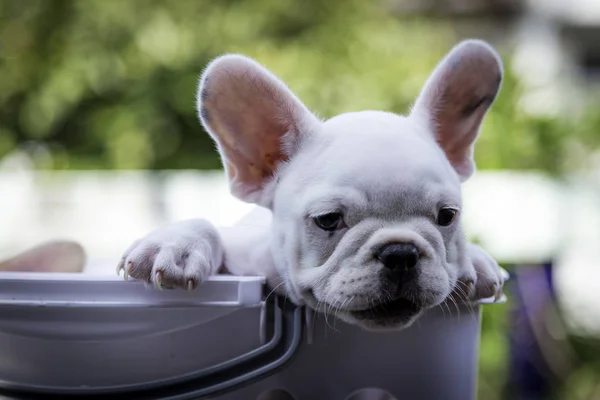 Bebé bulldog francés — Foto de Stock