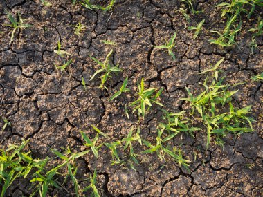 Doğa ortam arka plan