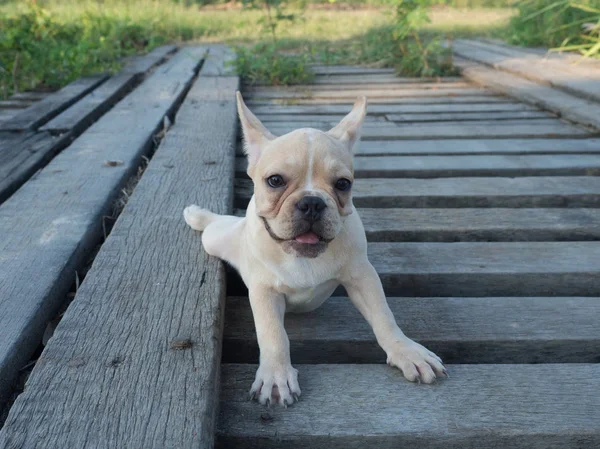 Bambino bulldog francese — Foto Stock