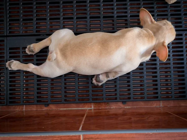 Baby French bulldog — Stock Photo, Image