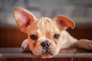 Bebek Fransız buldozer