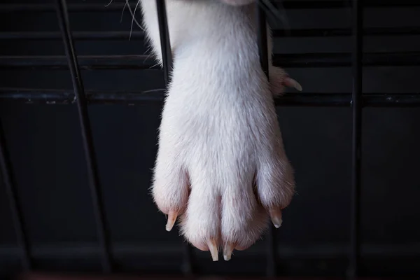 Baby french Bulldog — Stock Photo, Image