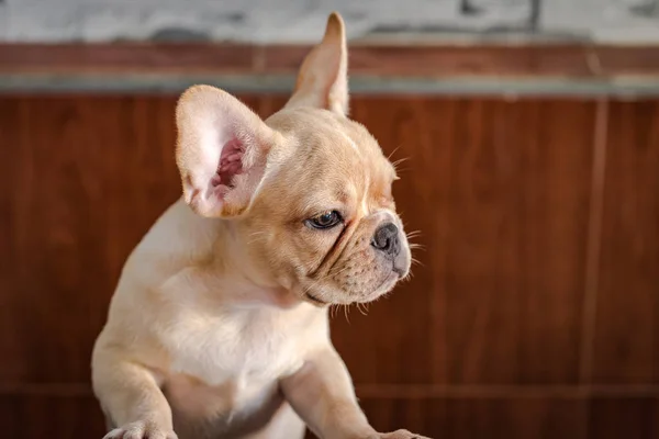Bebé bulldog francés — Foto de Stock