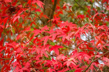 Manzara Tayland Phukradung Milli Parkı