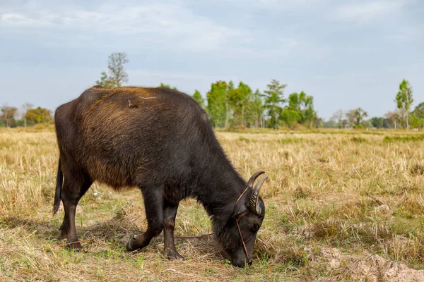 Buffalow and Cow — Stock Photo, Image