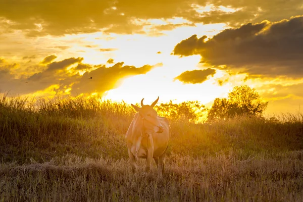 Buffalow y Vaca — Foto de Stock