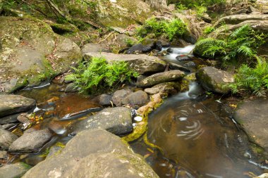 Manzara Tayland Phukradung Milli Parkı