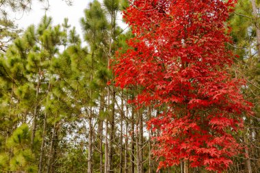 Manzara Tayland Phukradung Milli Parkı