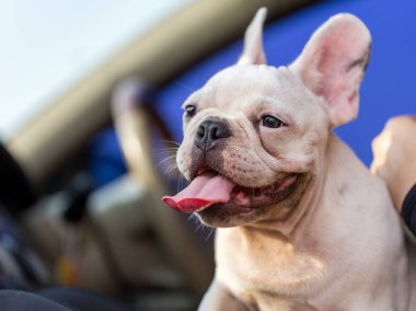 Bebek Fransız buldozer