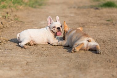Bebek Fransız buldozer