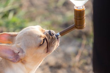 Bebek Fransız buldozer