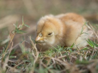 Yeni doğmuş bebek tavuk