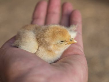 Yeni doğmuş bebek tavuk