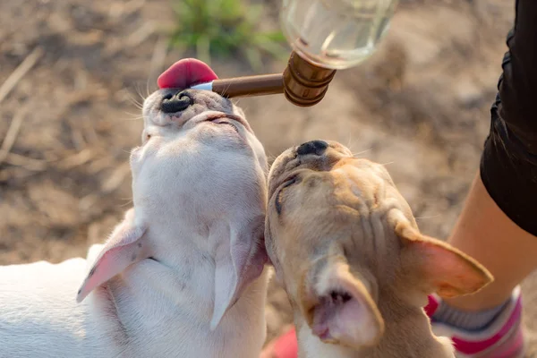 Bouledogue français bébé — Photo