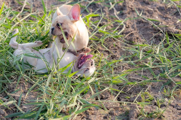 Baby french bulldog — Stock Photo, Image