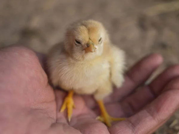 Frango recém-nascido — Fotografia de Stock