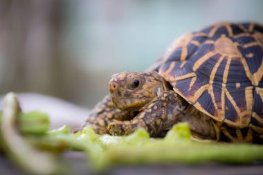Hindistan ya da yıldız kaplumbağa