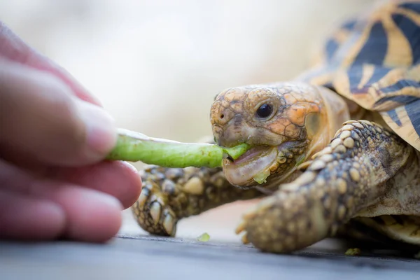 インドや星のカメ — ストック写真