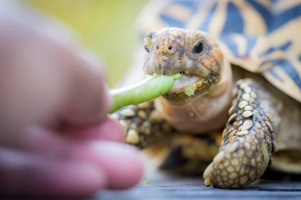 インドや星のカメ — ストック写真