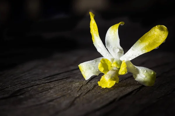 Orchidea kwiat żółty — Zdjęcie stockowe