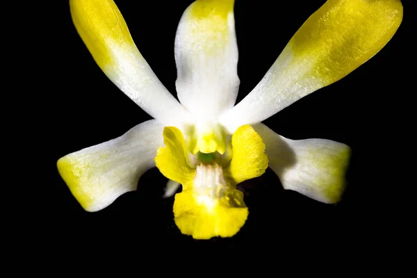 Yellow Orchid flower — Stock Photo, Image