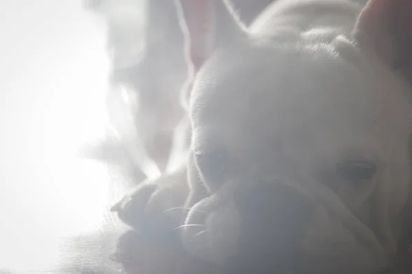 Fechado de triste bulldog francês em tom baixo esperando por alguma coisa — Fotografia de Stock