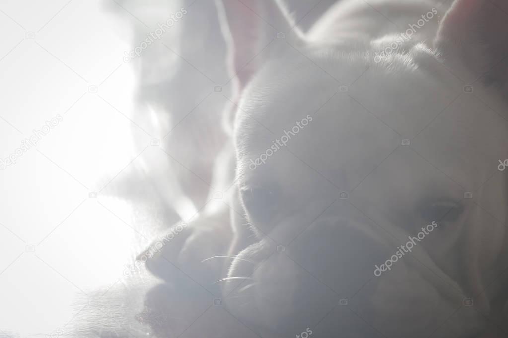 Closed up of sad french bulldog in low key tone waiting for some thing