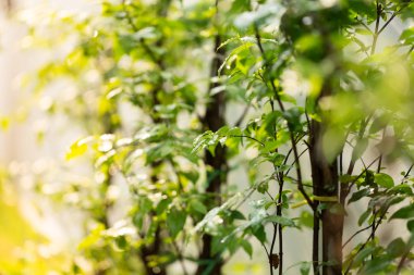 Bahçede yeşil yaprak kapandı