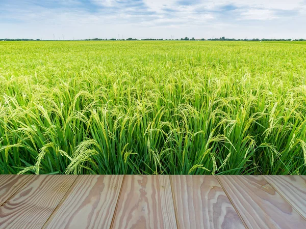 Campo di riso verde con pavimento in legno primo piano e sfondo cielo blu — Foto Stock