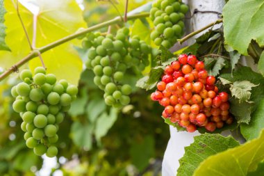 Yeşil yaprakların bir arka plan üzerinde Kalina ve üzüm