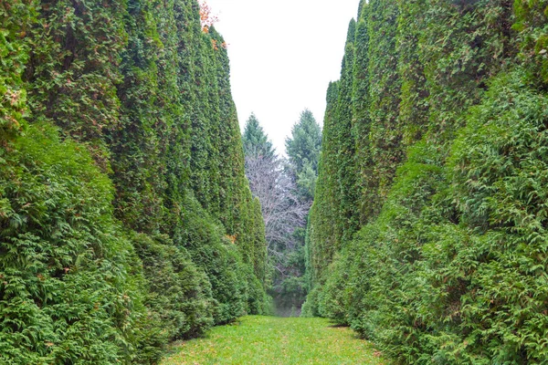 Mazı (bitki) bir parkta sokak