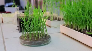 Buğday ekin Ekim. Buğday Yeşil tohumları, bir çiğ gıda diyet. Sağlıklı vejetaryen yemek kavramı: buğday çimlenme evde, büyüyen ve tarım. Bahar açılış.