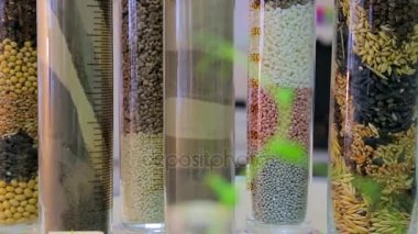 Toprak sonda. Arka plan Filiz şişeler içinde tahıl göre