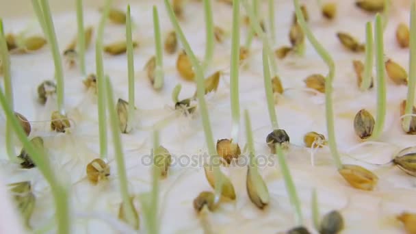 Cultivo de trigo. Trigo Semillas Verdes, una dieta de alimentos crudos. Healthy Vegetarian Food concept: Germination of Wheat at home, Growing and Agriculture (en inglés). Aterrizaje de primavera . — Vídeo de stock