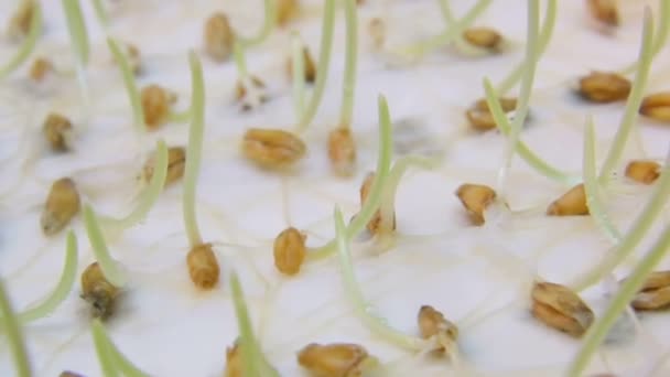 Semis de blé Crop. Graines de blé vert, une alimentation crue. Concept d'alimentation végétarienne saine : germination du blé à la maison, culture et agriculture. Atterrissage de printemps . — Video